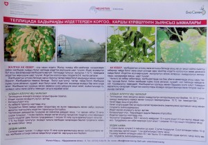 Secure methods of pest control and protection of cucumbers in greenhouses